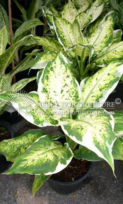 Dieffenbachia var spp